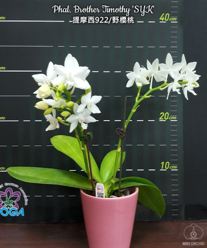 фото Фаленопсис (Phalaenopsis Brother Timothy 'SYK') Тайвань от магазина магазина орхидей Ангелок