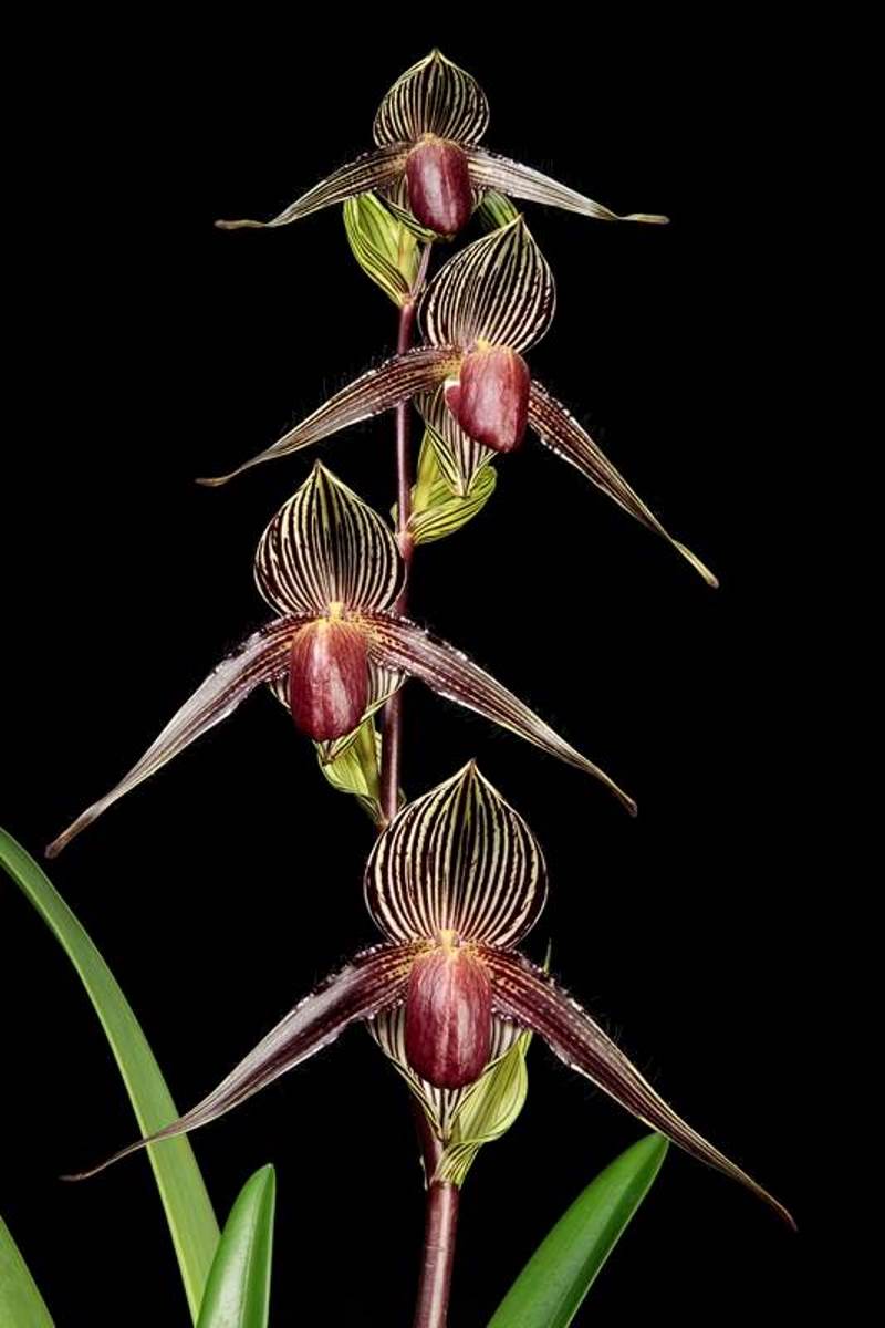 Пафиопедилум Ротшильда (Paphiopedilum rothschildianum)