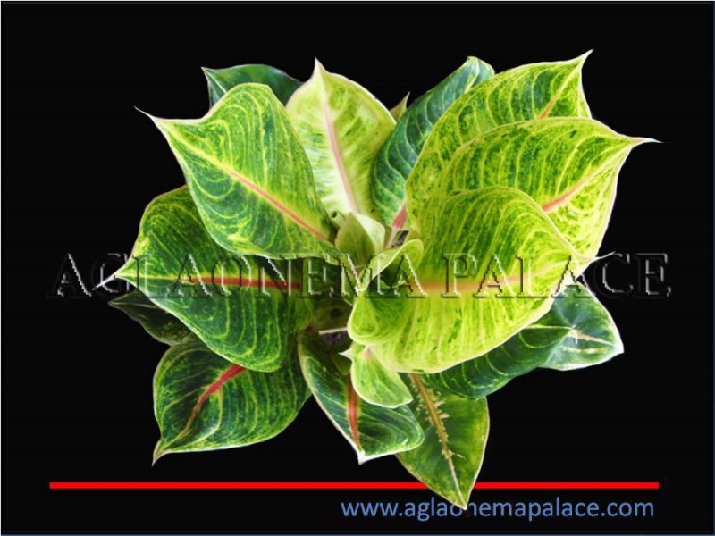  Aglaonema Big Mama     