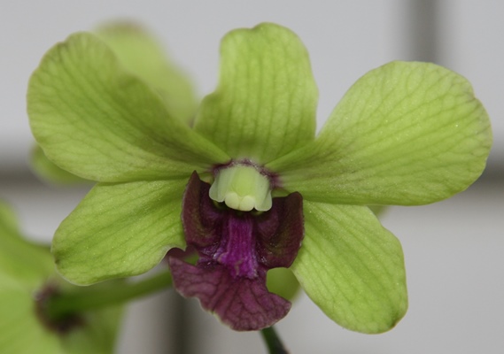 Дендробиум фаленопсис (Dendrobium Anna Green)