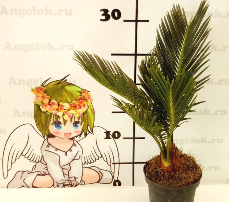 Цикас отогнутый (Cycas revoluta)