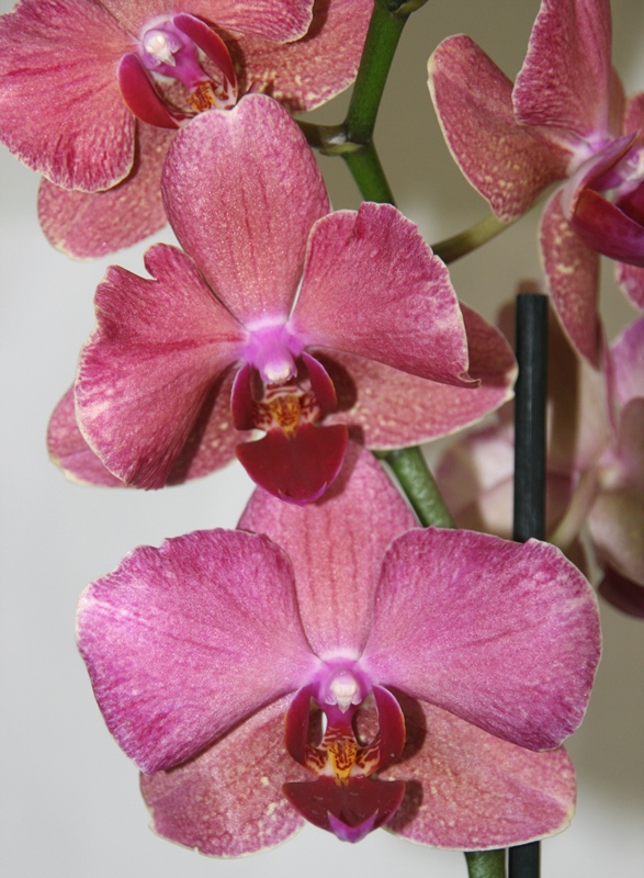 фото Фаленопсис (Phalaenopsis ) ph-88 от магазина магазина орхидей Ангелок