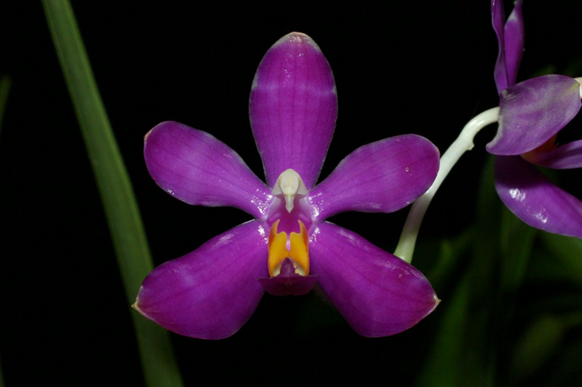 фото Фаленопсис Пульхра (Phalaenopsis pulchra × sib) Тайвань от магазина магазина орхидей Ангелок