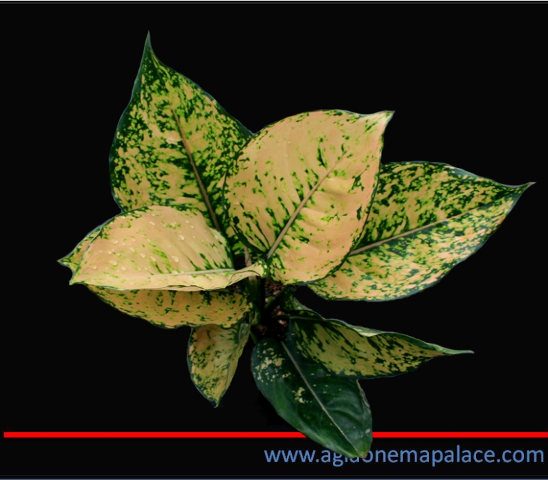 фото Аглаонема (Aglaonema Bai tongtair) от магазина магазина орхидей Ангелок