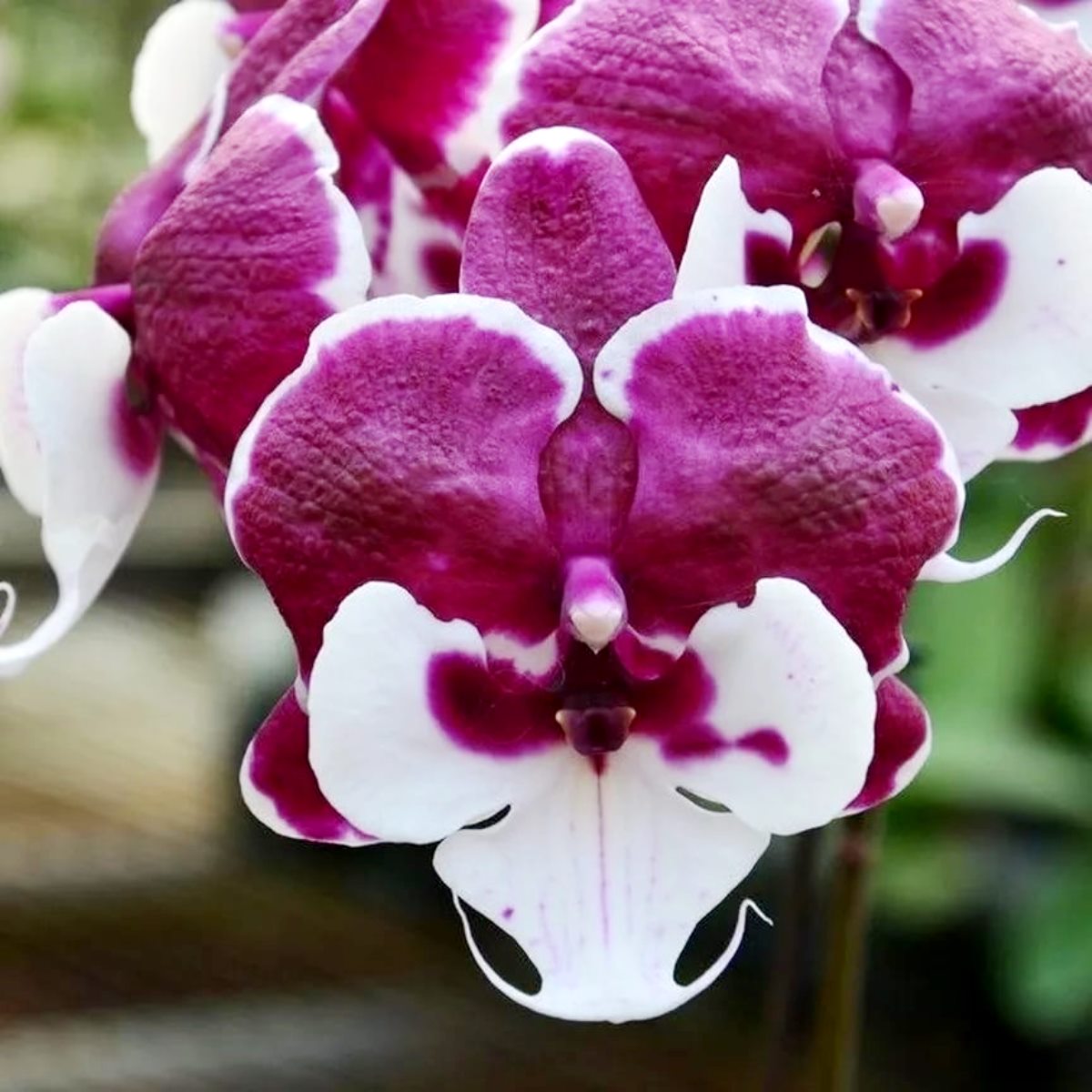 фото Фаленопсис Санта Клаус Биг Лип (Phalaenopsis Santa Claus) Тайвань от магазина магазина орхидей Ангелок