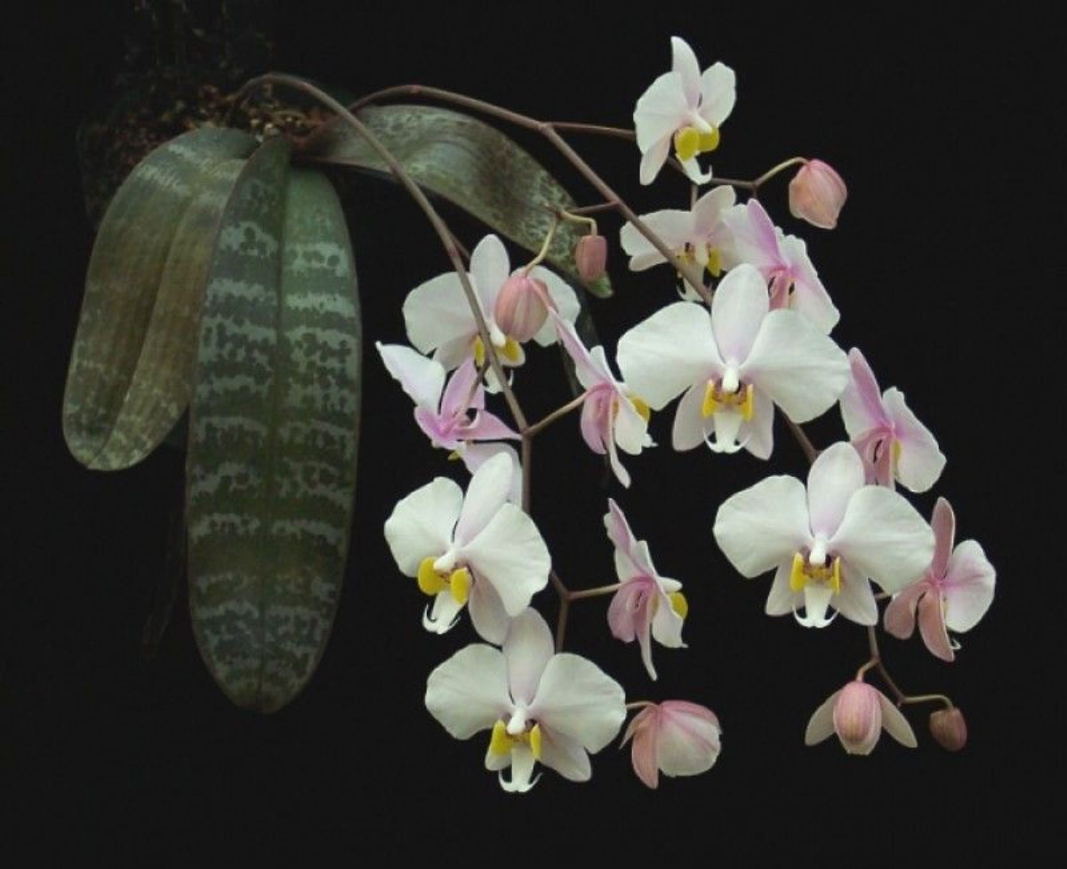 Phal. Philippinensis × sib