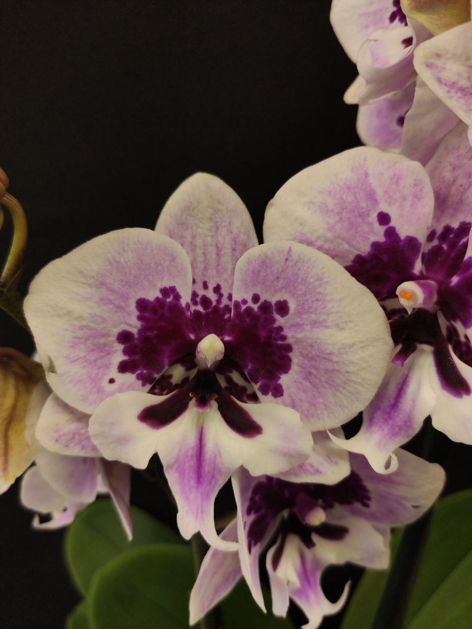 фото Фаленопсис Биг Лип Аладдин (Phalaenopsis Aladdin) от магазина магазина орхидей Ангелок