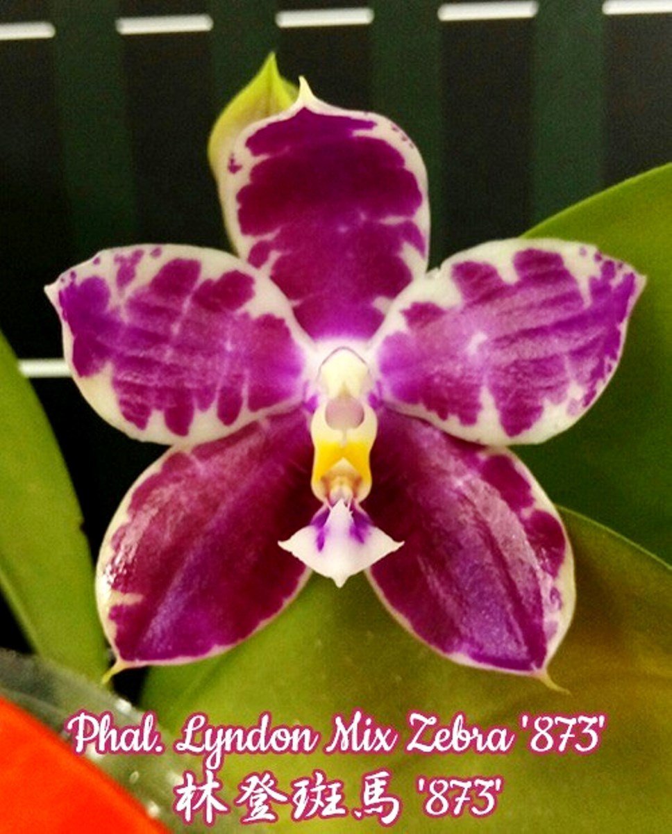 Фаленопсис детка (Phalaenopsis Lyndon Mix Zebra '873') Тайвань