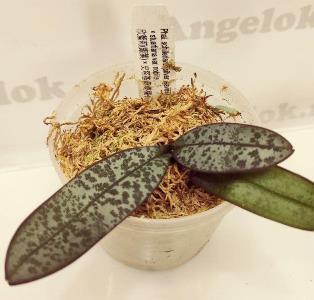 photo_2020-06-23_21-41-37 (2).jpg