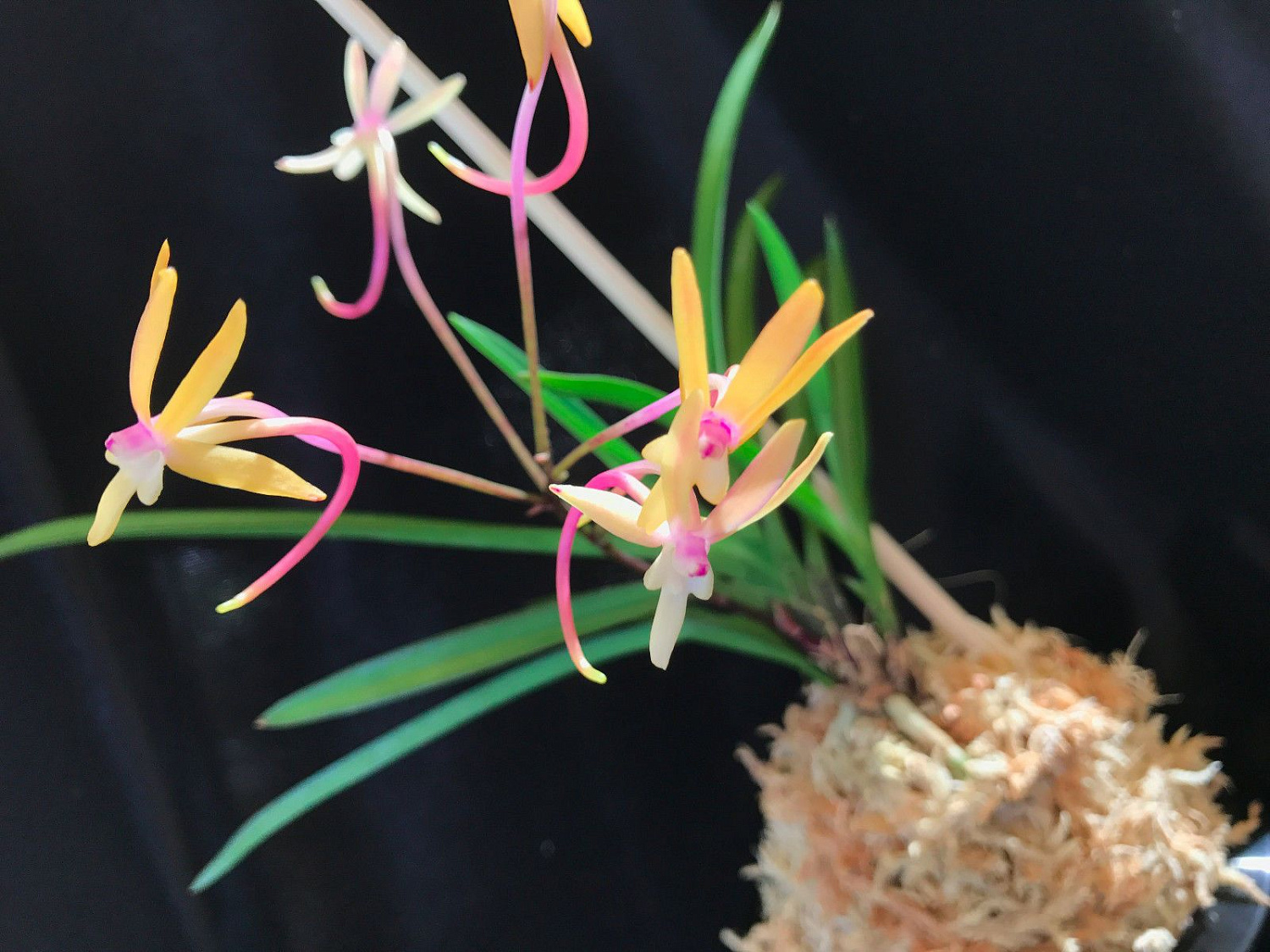 А вот и они! Редкие редкости! 