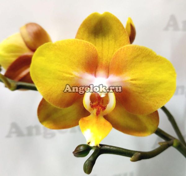 фото Фаленопсис Лас Вегас (Phalaenopsis Las Vegas) от магазина магазина орхидей Ангелок