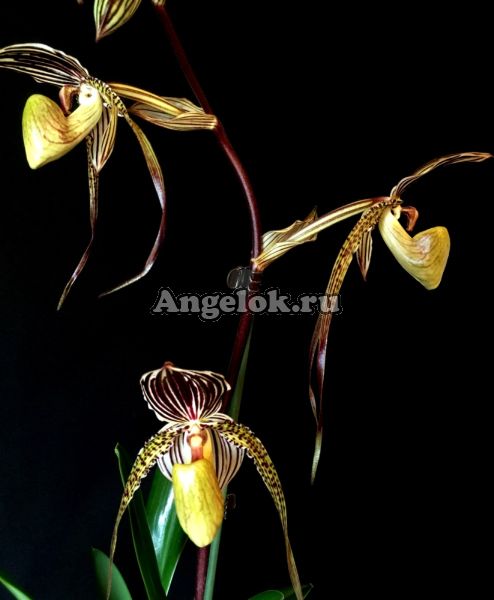 фото Пафиопедилум (Paphiopedilum St. Swithin) от магазина магазина орхидей Ангелок