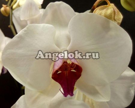 фото Фаленопсис Анкара (Phalaenopsis Ankara) от магазина магазина орхидей Ангелок