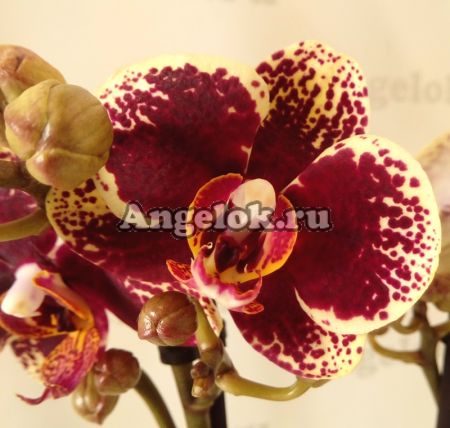 фото Фаленопсис (Phalaenopsis Streetwise) от магазина магазина орхидей Ангелок