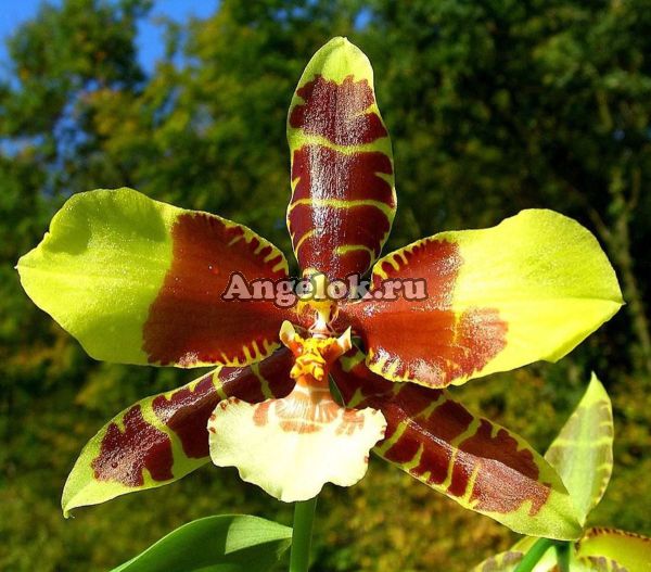 фото Россиоглоссум (Rossioglossum grande) от магазина магазина орхидей Ангелок