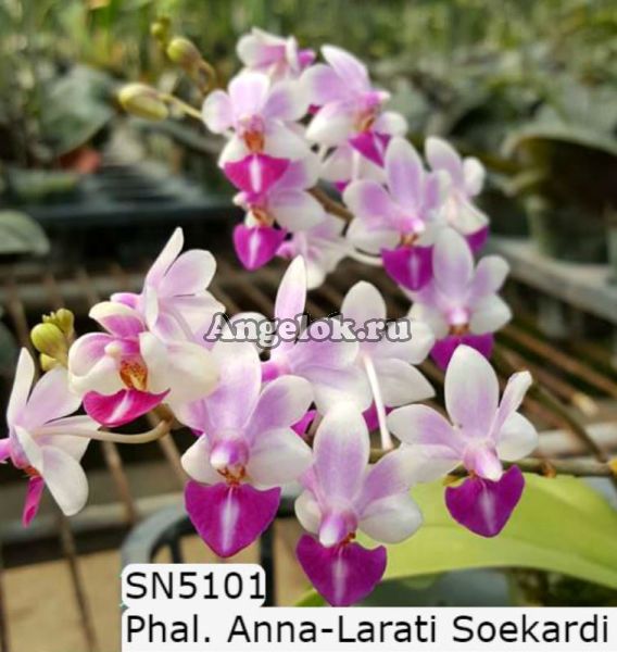 фото Фаленопсис (Phalaenopsis Anna-Larati Soekardi) Тайвань от магазина магазина орхидей Ангелок