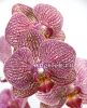 фото Фаленопсис (Phalaenopsis ) ph-12_1 от магазина магазина орхидей Ангелок