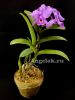 фото Каттлея Скиннера (Cattleya skinneri) Тайвань от магазина магазина орхидей Ангелок
