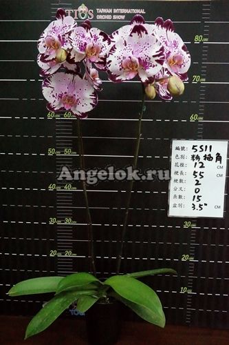 фото Фаленопсис (Dtps.Miki Crystal'11') Тайвань от магазина магазина орхидей Ангелок