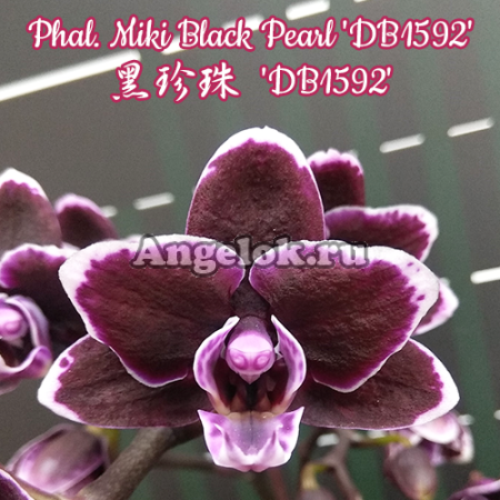 фото Фаленопсис (Phalaenopsis Miki Black Pearl 'DB1592') Тайвань от магазина магазина орхидей Ангелок