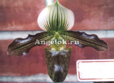 фото Пафиопедилум (Paph.venustum × tranlienianum) Тайвань от магазина магазина орхидей Ангелок