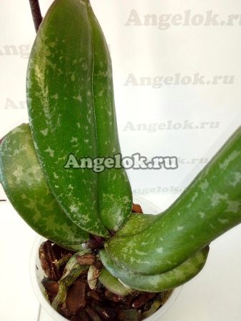 фото Фаленопсис (Phalaenopsis ) ph-118 от магазина магазина орхидей Ангелок