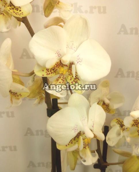 фото Фаленопсис Стюарта (Phalaenopsis stuartiana) от магазина магазина орхидей Ангелок