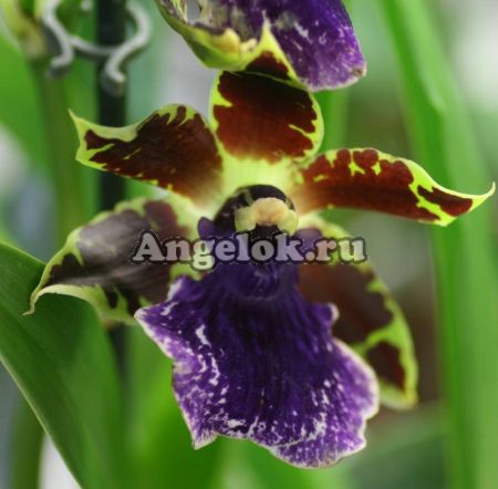 фото Зигопеталум (Zygopetalum) z-02_1 от магазина магазина орхидей Ангелок
