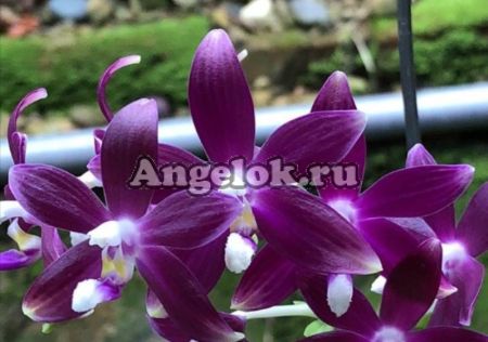 фото Фаленопсис тетраспис синий (Phalaenopsis speciosa blue X speciosa red) детка от магазина магазина орхидей Ангелок
