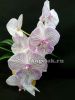 Фаленопсис Биг Лип (Phalaenopsis Champion Royal Masque)