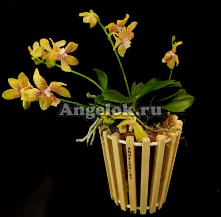 фото Фаленопсис Джулия (Phalaenopsis Julia) от магазина магазина орхидей Ангелок