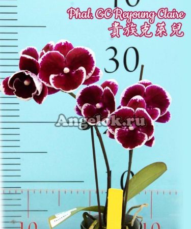 фото Фаленопсис Биг Лип (Phalaenopsis GC Reyoung Claire) Тайвань от магазина магазина орхидей Ангелок