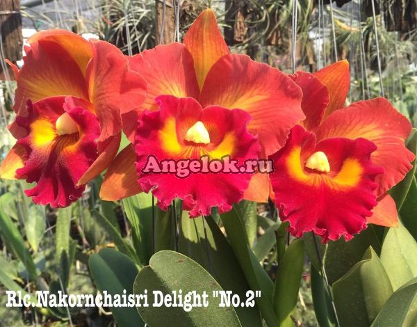 фото Каттлея (Rlc.Nakornchaisri Delight 'No.2')  от магазина магазина орхидей Ангелок