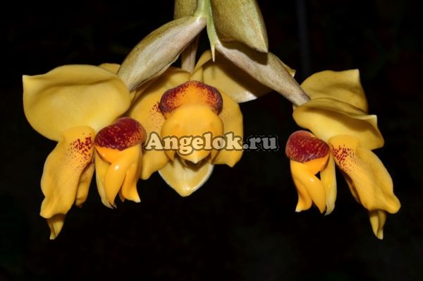 фото Стангопея конната (Stanhopea connata) детка от магазина магазина орхидей Ангелок