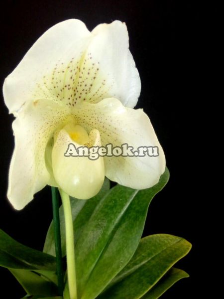 фото Пафиопедилум Белая Леди (Paphiopedilum White Lady) от магазина магазина орхидей Ангелок