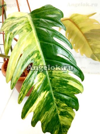 фото Филодендрон Карамельный Мрамор (Philodendron Caramel Marble) от магазина магазина орхидей Ангелок