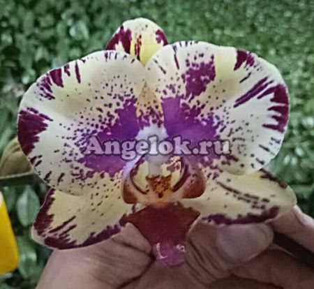 фото Фаленопсис (P.Yen Shuai Firework) Тайвань от магазина магазина орхидей Ангелок