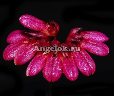 фото Бульбофиллум венчиконосный (Bulbophyllum corolliferum) от магазина магазина орхидей Ангелок