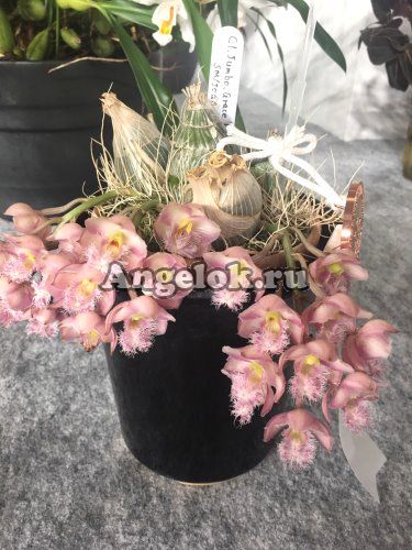 фото Кловезия (Clowesia Grace Dunn × sib) от магазина магазина орхидей Ангелок