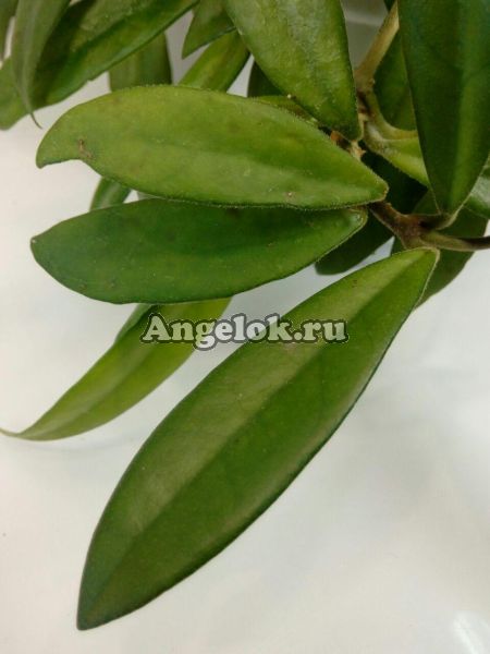 фото Хойя Салвеника (Hoya Salweenica) черенок от магазина магазина орхидей Ангелок
