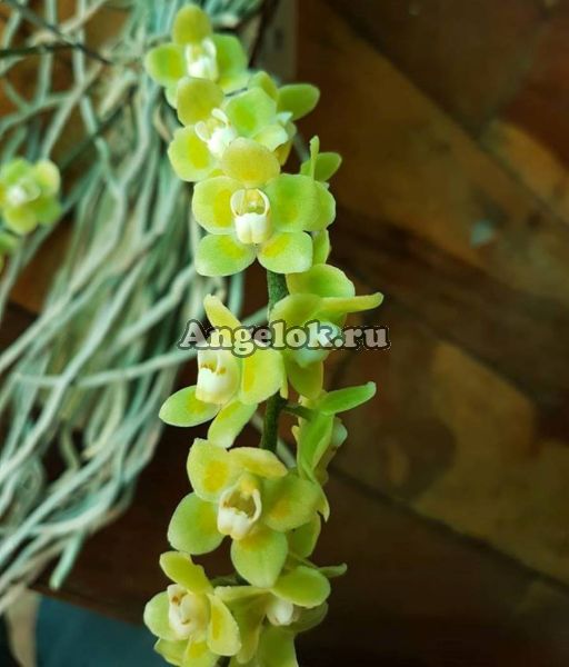 фото Хилошиста Париша (Chiloschista parishii) от магазина магазина орхидей Ангелок