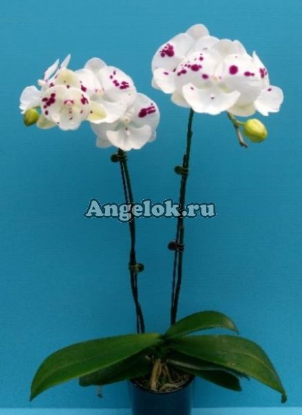 фото Фаленопсис Биг Лип (Phalaenopsis Miki Dancer 'Uranus') Тайвань от магазина магазина орхидей Ангелок