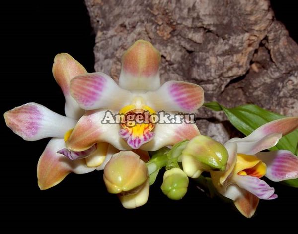 фото Хизис (Chysis limminghei) от магазина магазина орхидей Ангелок