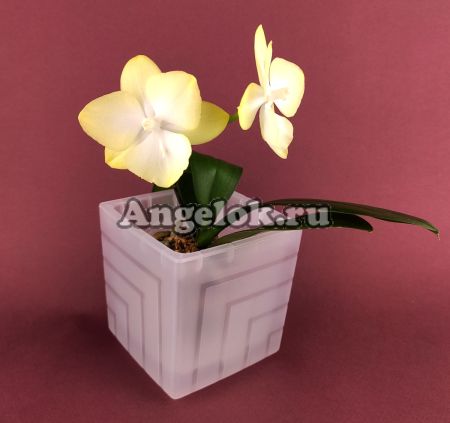 фото Горшок для орхидей квадратный прозрачный 1,2 л от магазина магазина орхидей Ангелок