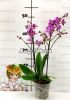 Фаленопсис бабочка (Phalaenopsis Formosa Cranberry) пелорик