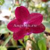 фото Фаленопсис (Phalaenopsis Mituo King ‘Red Pepper’) Тайвань от магазина магазина орхидей Ангелок