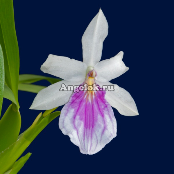 фото Мильтония (Miltonia spectabilis semi alba) от магазина магазина орхидей Ангелок