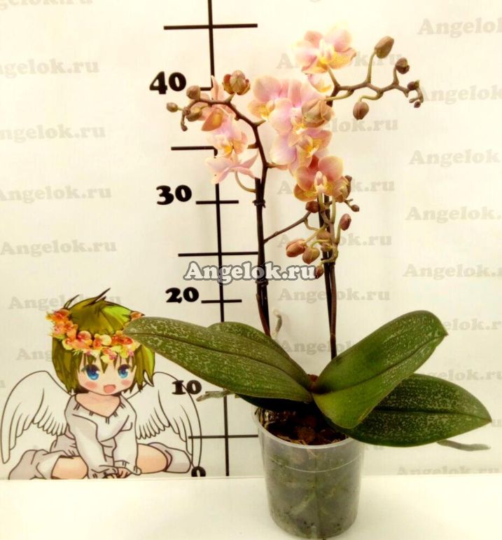 Фаленопсис Парфюмерная фабрика (Phalaenopsis Odorion) — купить в  интернет-магазине Ангелок