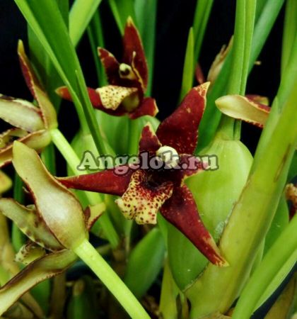 фото Максиллярия тонколистная (Maxillaria tenuifolia) от магазина магазина орхидей Ангелок