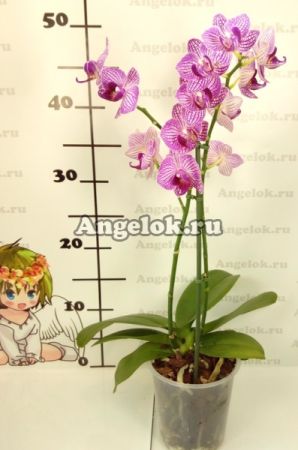 Фаленопсис (Phalaenopsis ) ph-12_2